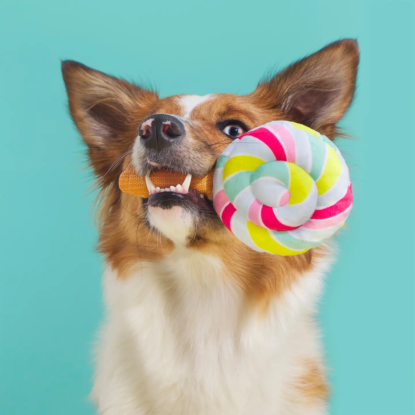 BARK Lolly Palooza Dog Toy Set