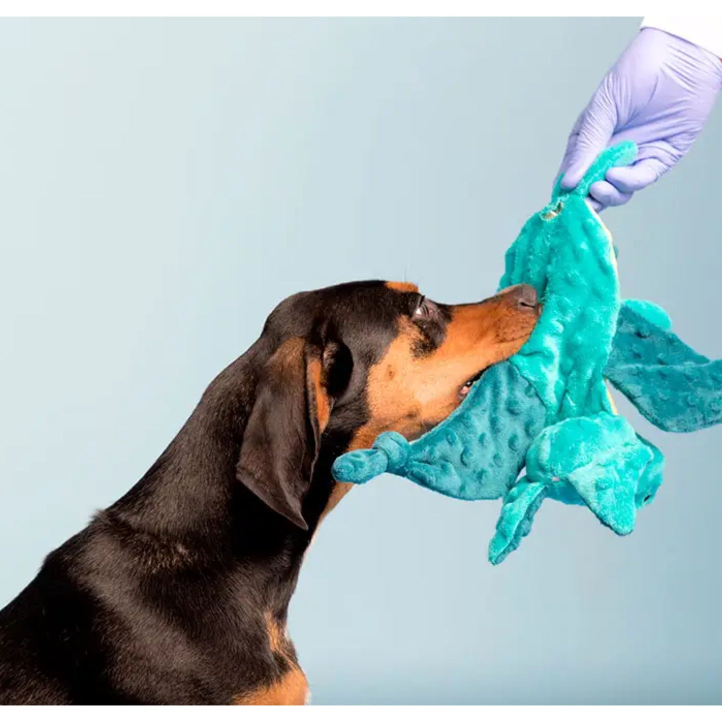 BARK Dingbert the Dragon