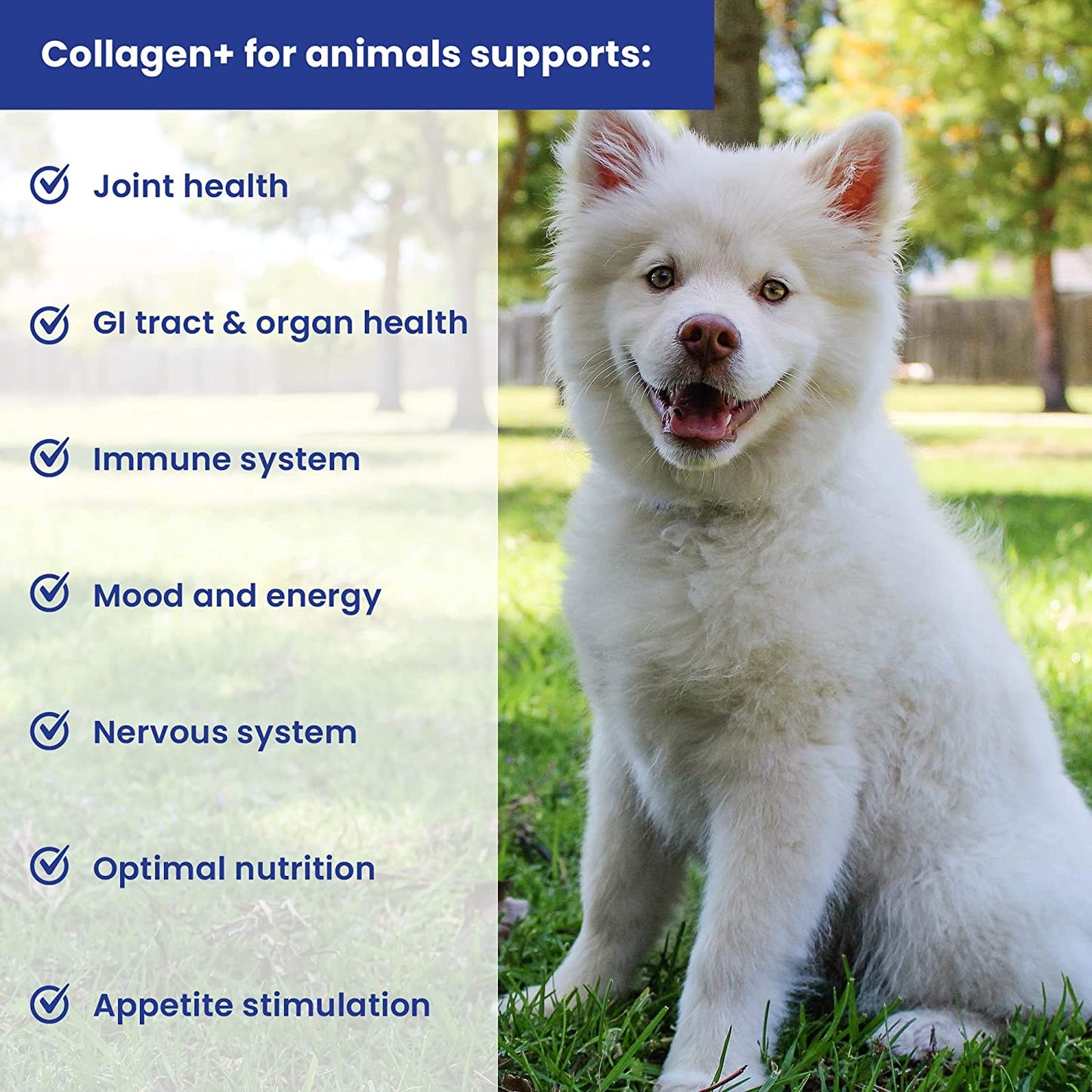 Infinite Health Labs Collagen+