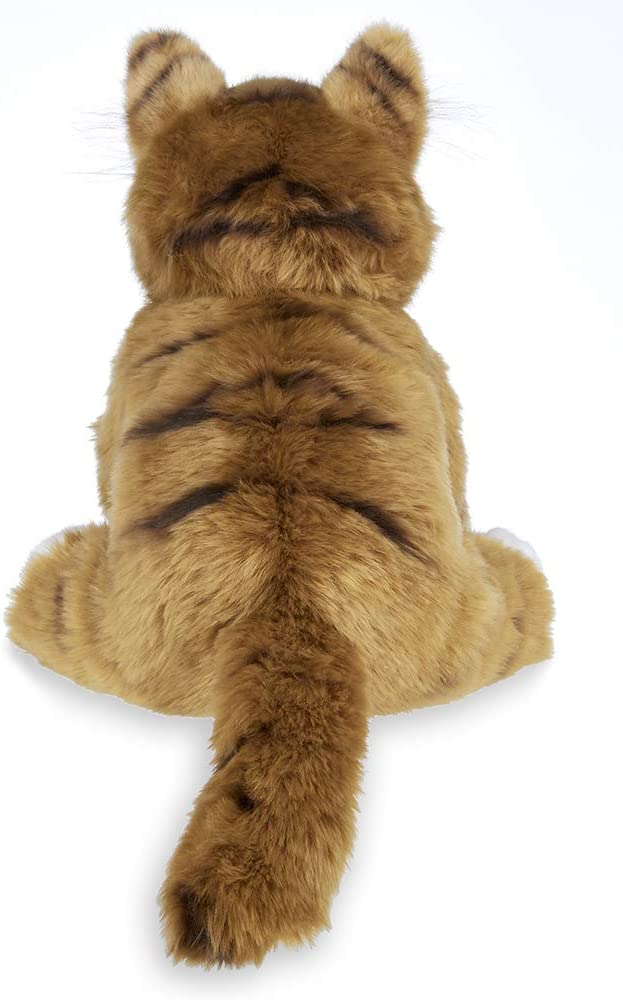 Manny the Maine Coon Cat