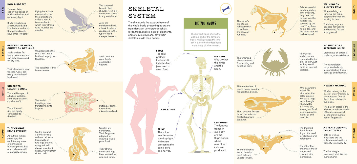 Foldout Anatomy (Interactive Children's Book)