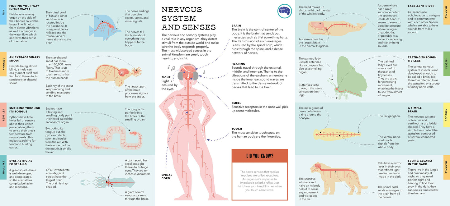 Foldout Anatomy (Interactive Children's Book)