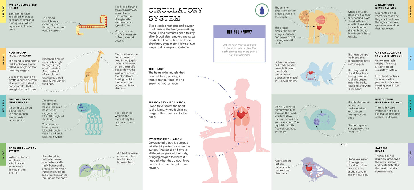 Foldout Anatomy (Interactive Children's Book)