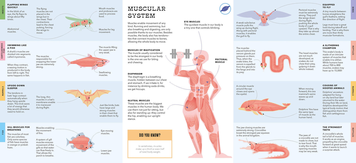 Foldout Anatomy (Interactive Children's Book)