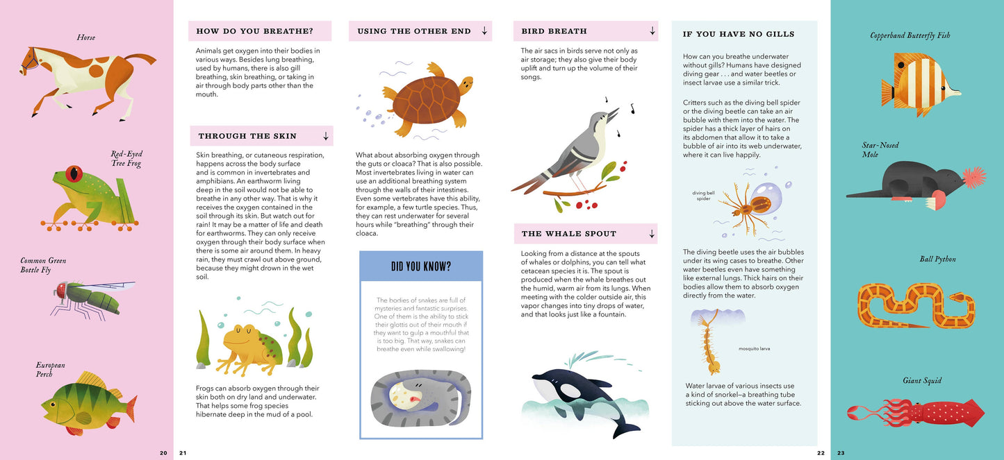 Foldout Anatomy (Interactive Children's Book)