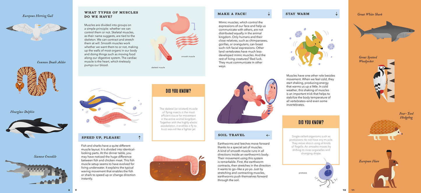 Foldout Anatomy (Interactive Children's Book)