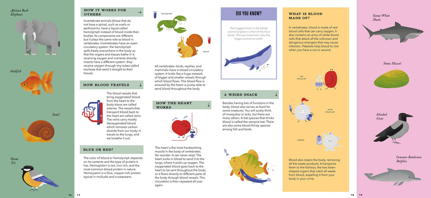 Foldout Anatomy (Interactive Children's Book)