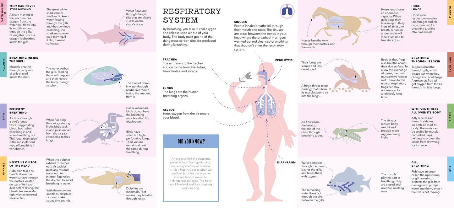 Foldout Anatomy (Interactive Children's Book)