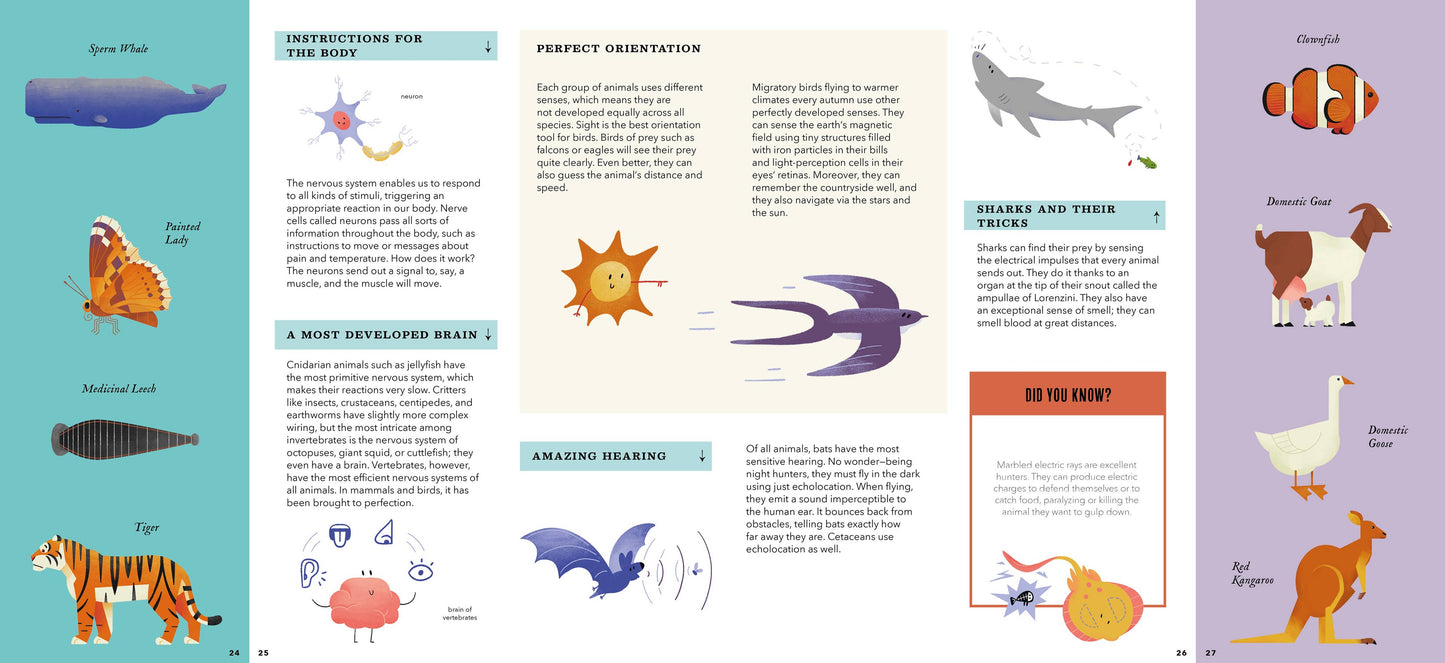 Foldout Anatomy (Interactive Children's Book)