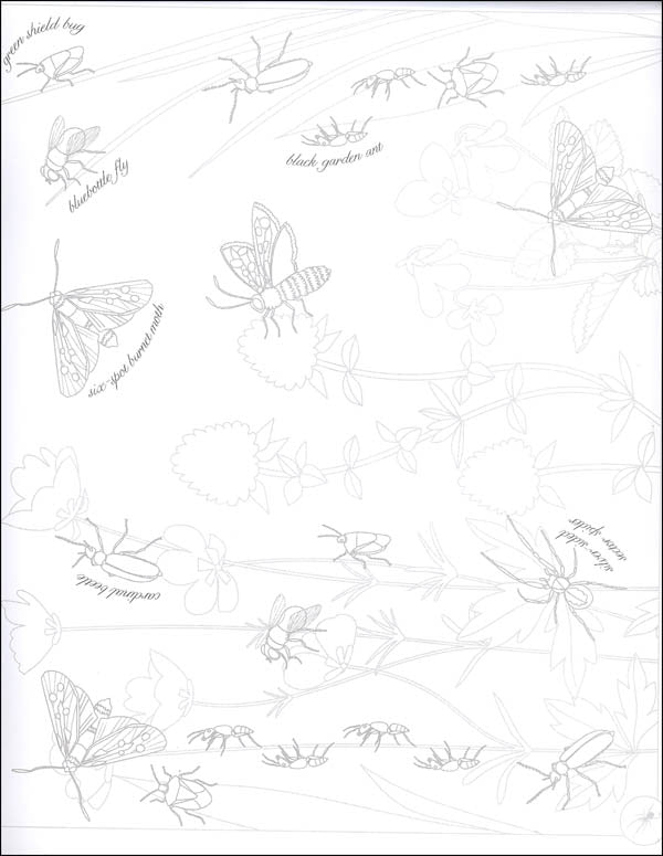 Usborne Butterflies & Bugs Rub-Down Transfer Book